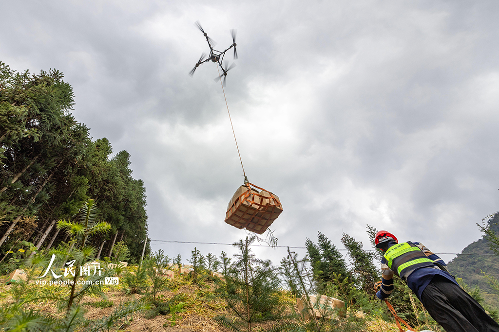 广西蒙山：生姜采收忙