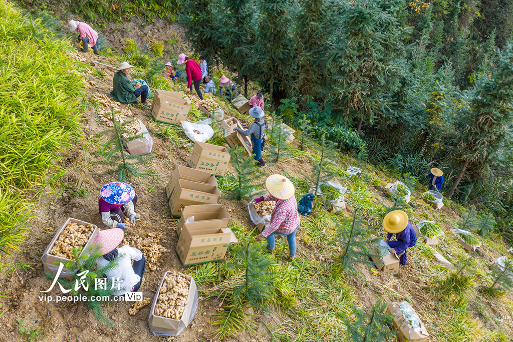 广西蒙山:生姜采收忙【5】