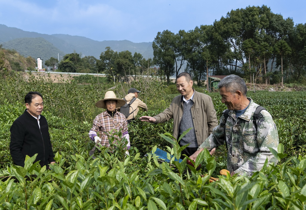 12月3日，福鼎市鄉村振興特聘指導員（右二）在赤溪村有機白茶種植園指導茶農修剪茶樹。