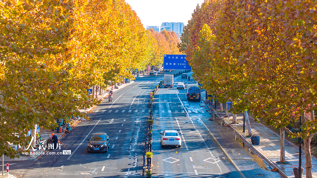 浙江湖州：梧桐大道盡染金黃【4】