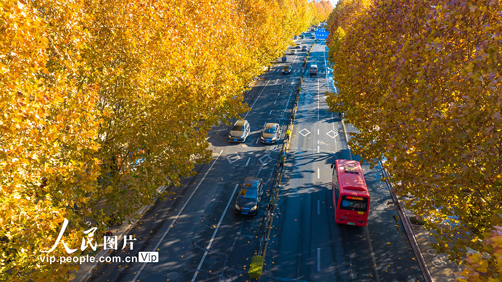 浙江湖州：梧桐大道盡染金黃【5】