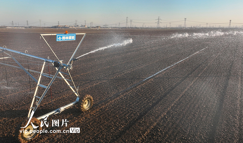 山東廣饒:澆灌冬小麥【3】