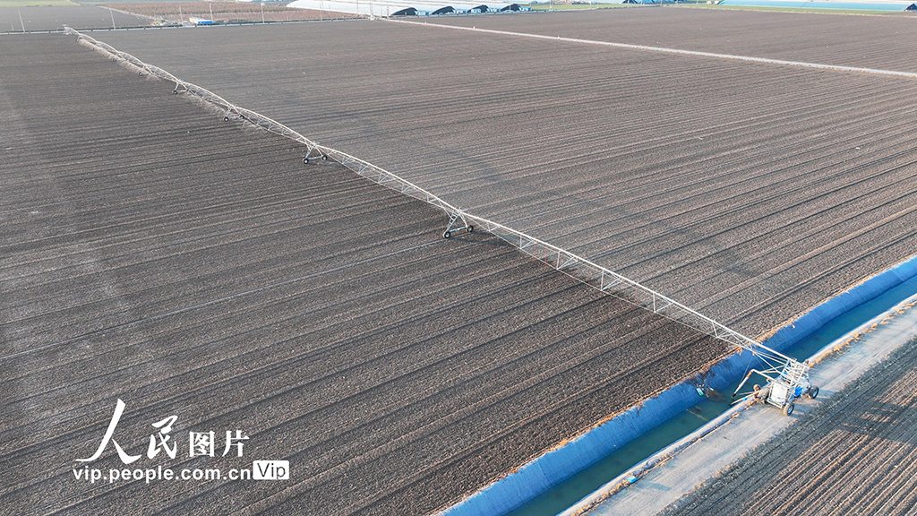 山東廣饒:澆灌冬小麥【5】