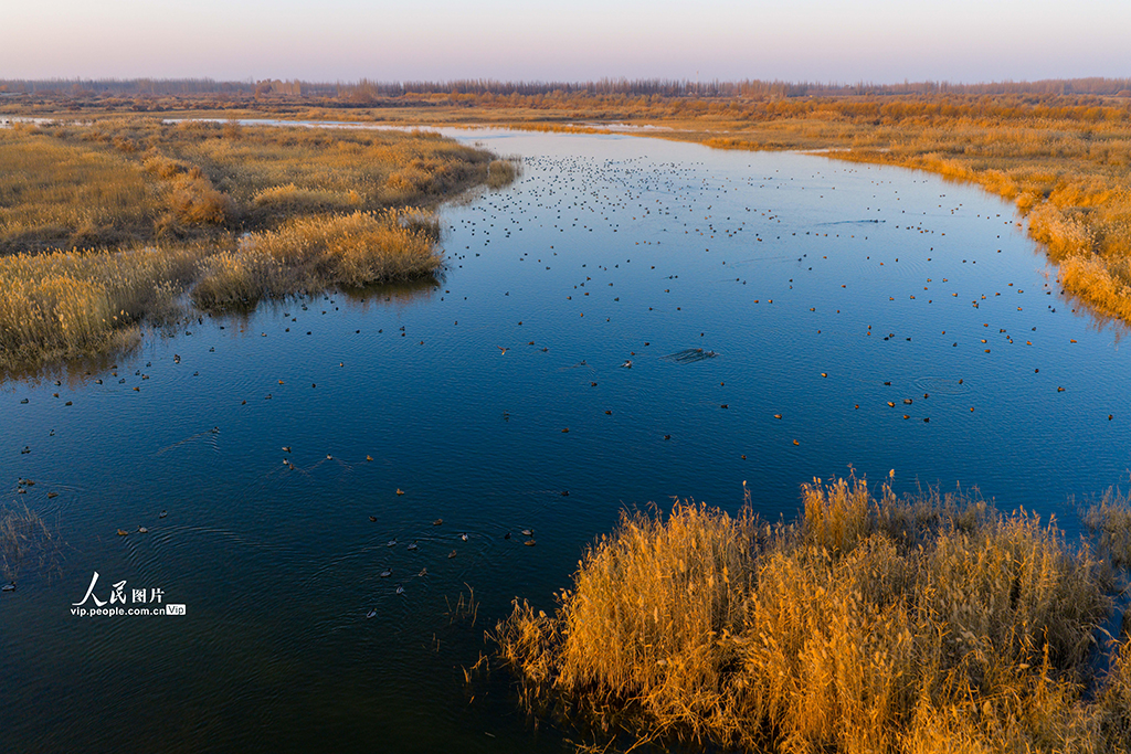 新疆泽普：候鸟翔集生态美【4】