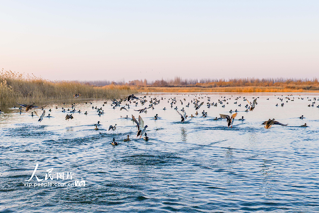 新疆泽普：候鸟翔集生态美【2】