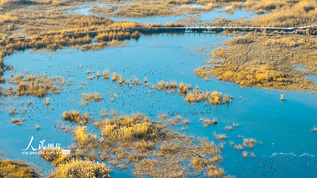 新疆泽普：候鸟翔集生态美