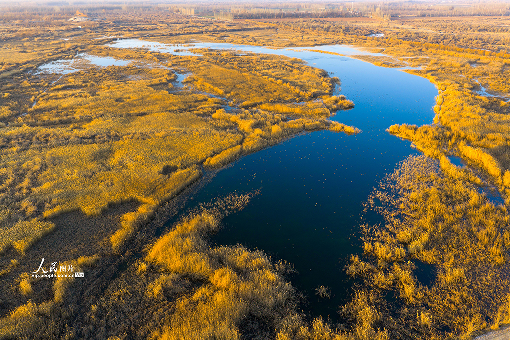 新疆泽普:候鸟翔集生态美【3】