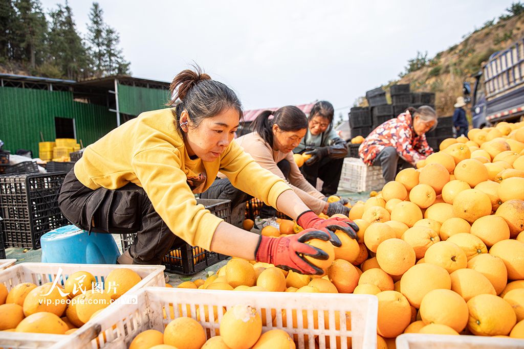 江西宜春：富硒橙採收忙【4】