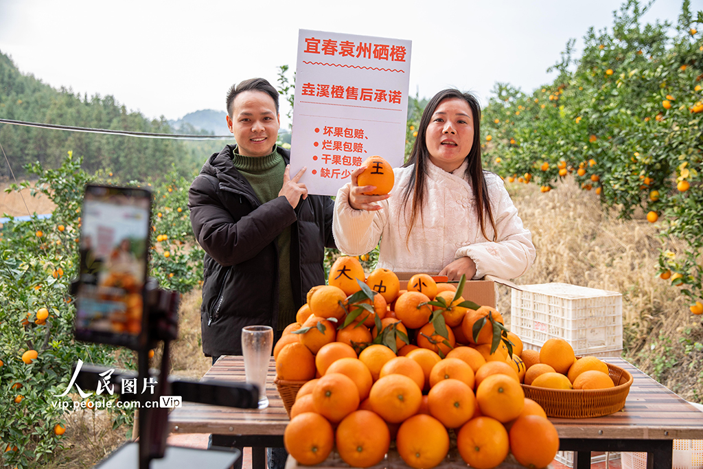 江西宜春：富硒橙採收忙【5】