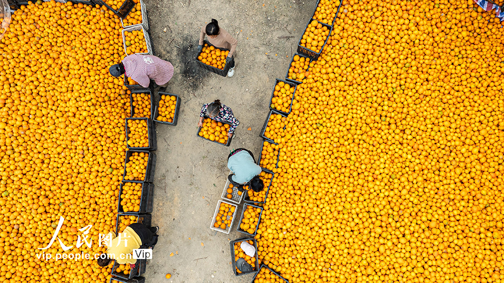 江西宜春：富硒橙采收忙