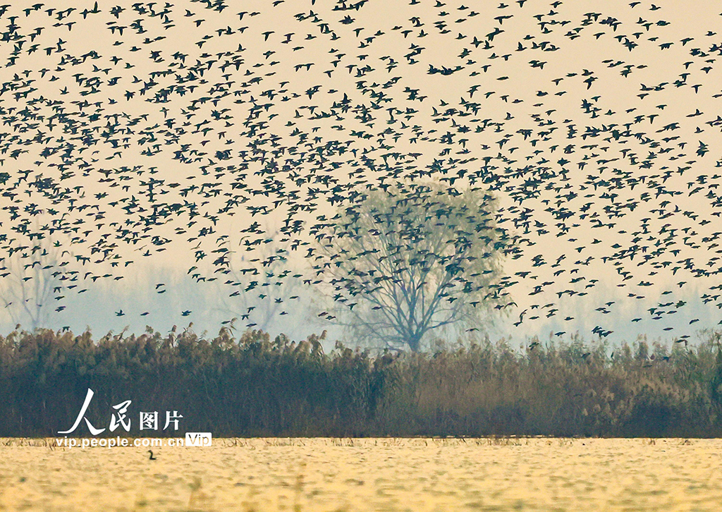 江苏泗洪：数万只花脸鸭飞抵洪泽湖湿地【3】
