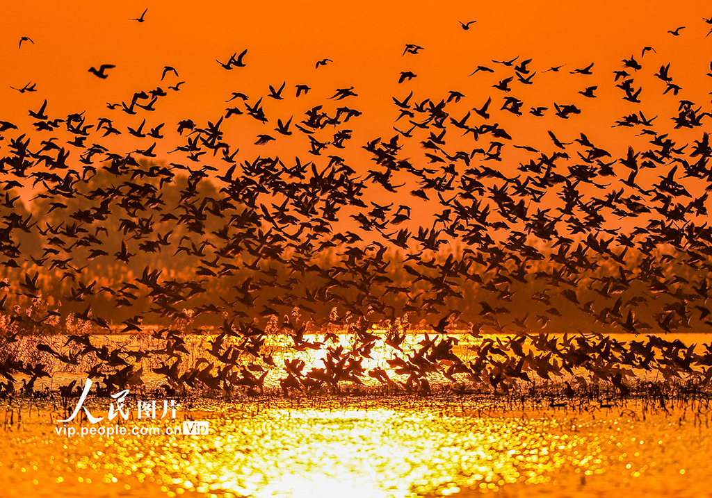 江苏泗洪：数万只花脸鸭飞抵洪泽湖湿地【4】