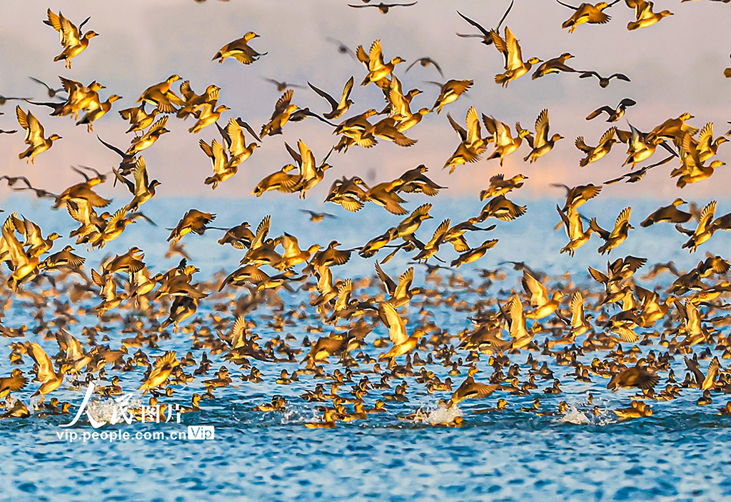 江苏泗洪：数万只花脸鸭飞抵洪泽湖湿地【6】