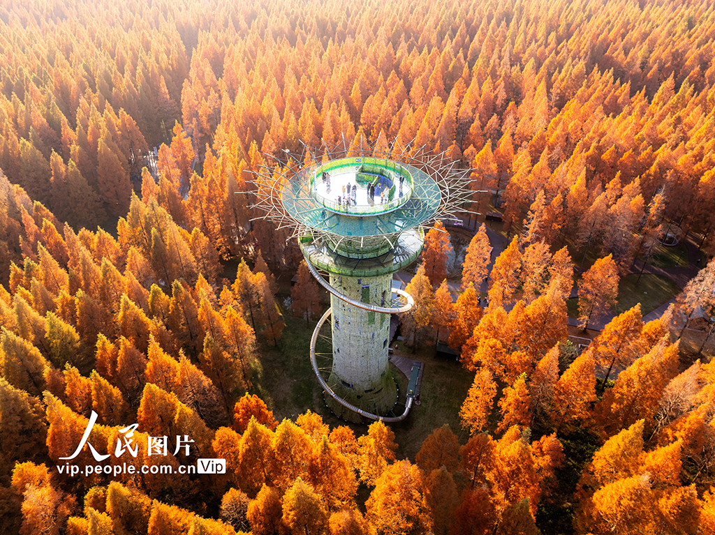 江苏盐城:黄海森林公园万亩水杉林进入最佳观赏期【2】