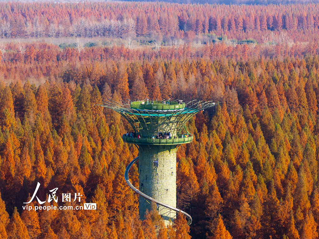 江蘇鹽城:黃海森林公園萬畝水杉林進入最佳觀賞期【5】