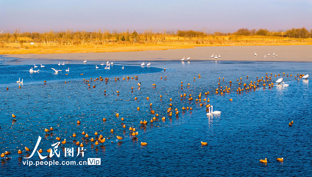 甘肅張掖：越冬天鵝舞翩躚【2】