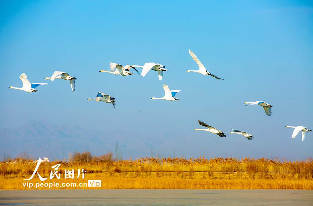 甘肅張掖：越冬天鵝舞翩躚【6】