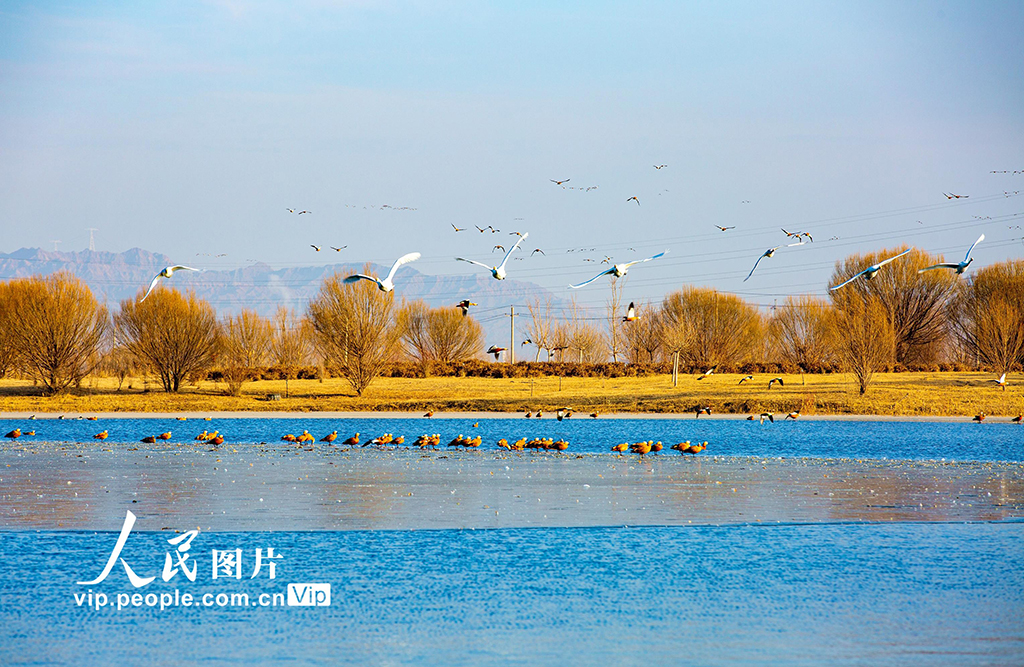 甘肅張掖：越冬天鵝舞翩躚【8】