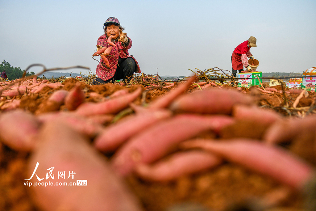 湖南道县：采收红薯【2】
