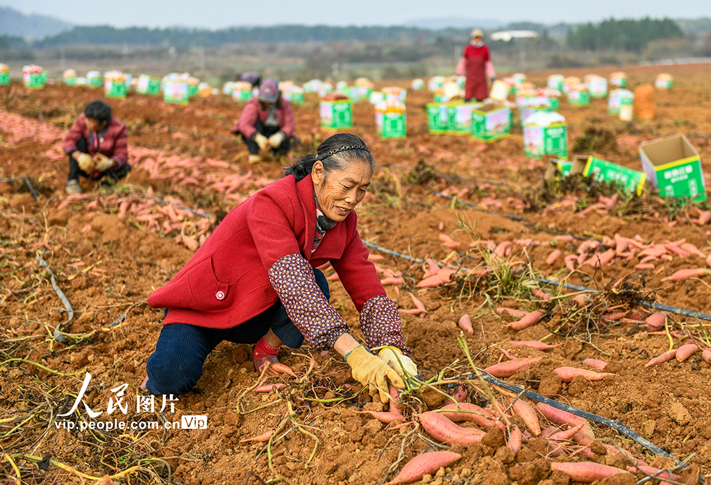 湖南道县：采收红薯【3】