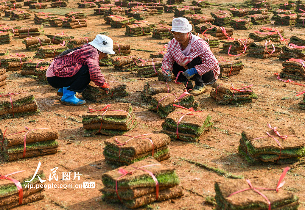湖南道縣:草皮採收忙【4】