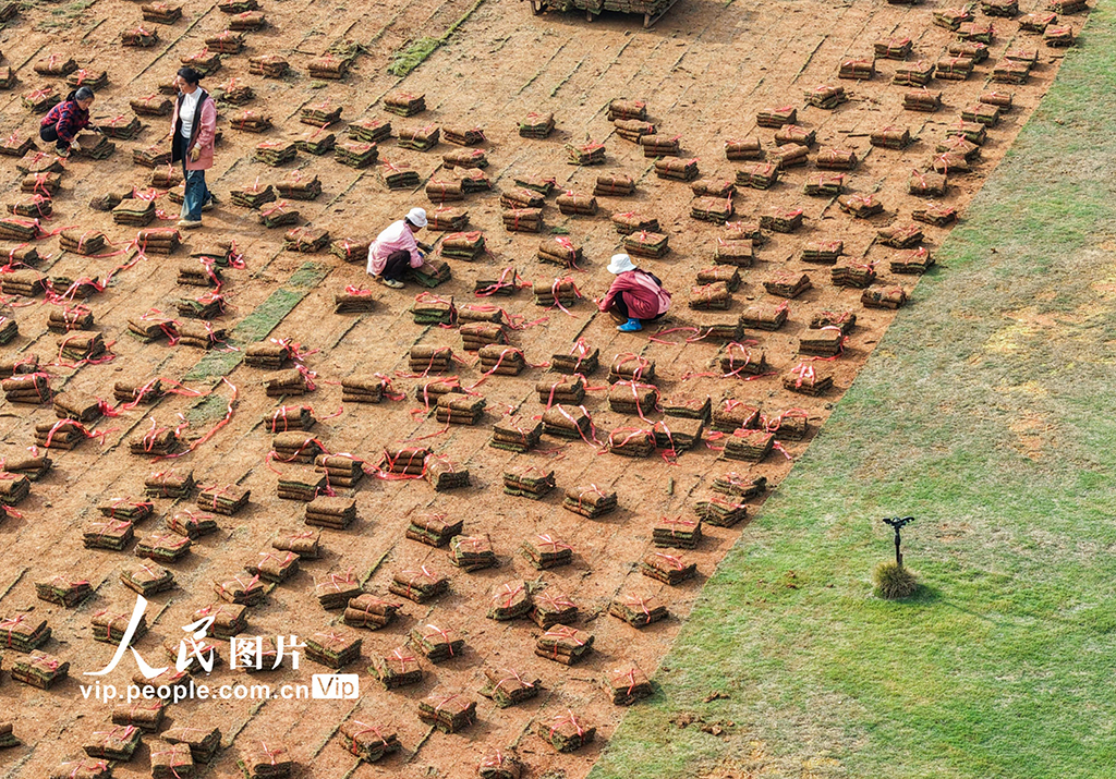 湖南道縣:草皮採收忙【7】