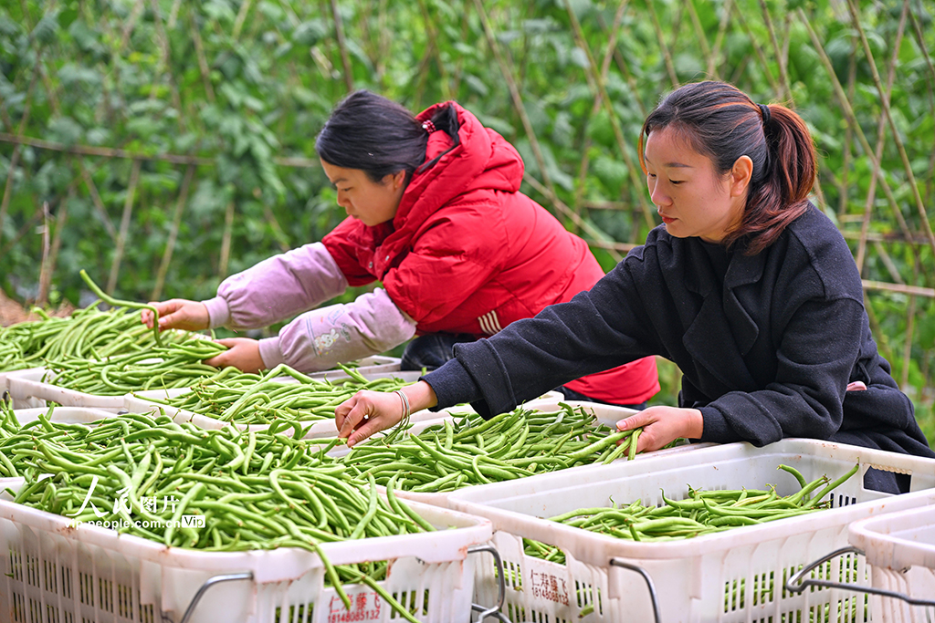 四川仁壽：蔬菜採收忙【2】