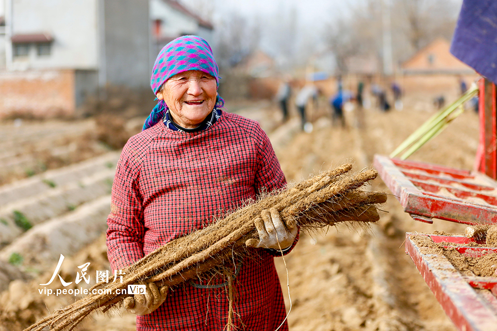 河南睢县：山药喜丰收 农户采收忙【2】