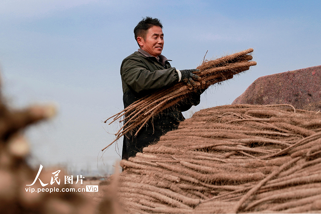 河南睢县：山药喜丰收 农户采收忙【3】