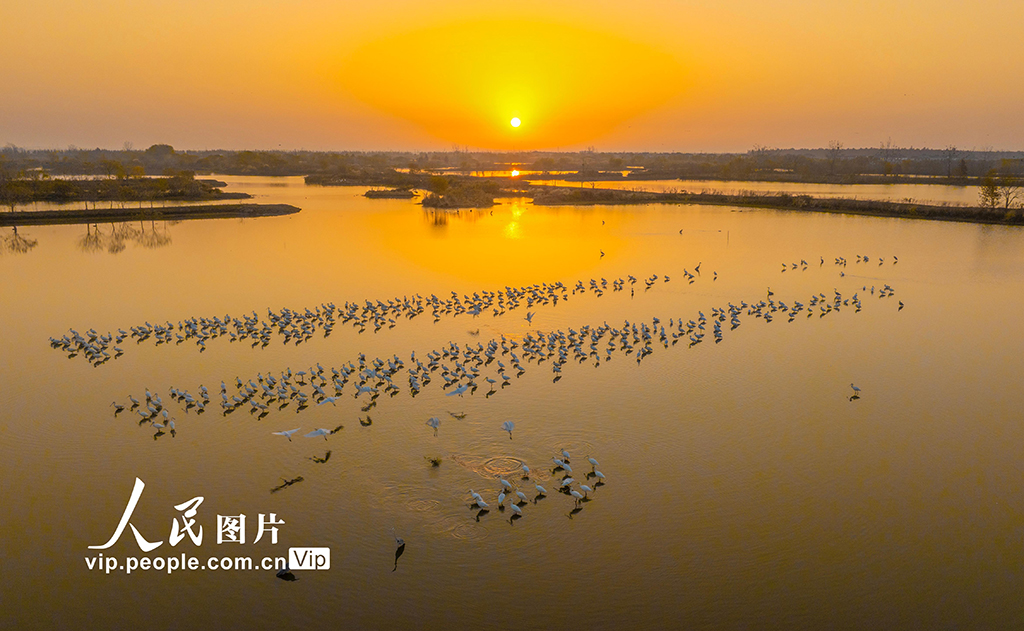 江苏兴化：生态湿地 候鸟乐园【3】
