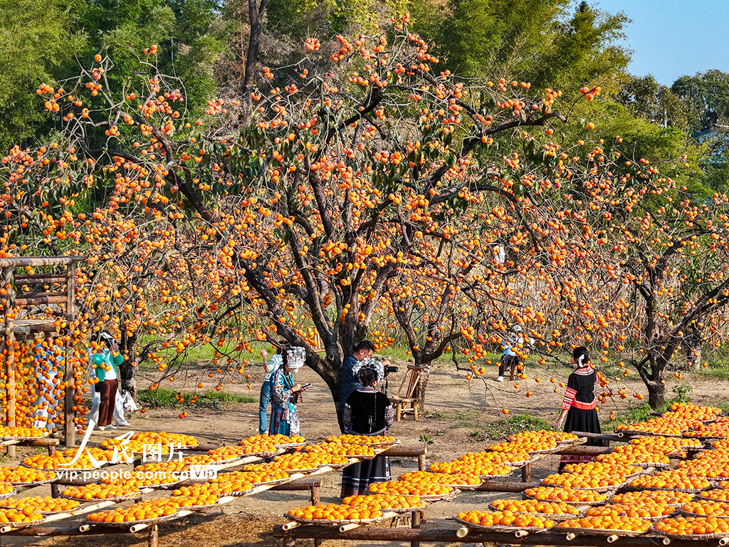 广西恭城：冬日柿园引客来