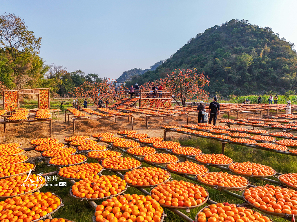 廣西恭城：冬日柿園引客來【2】