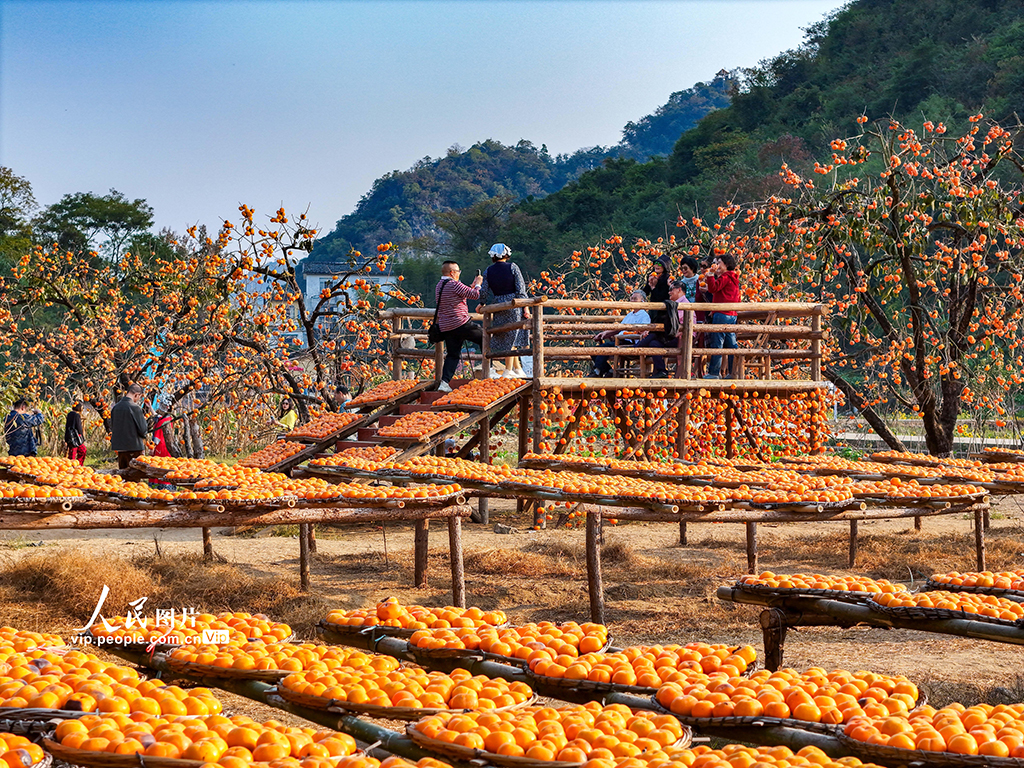 廣西恭城：冬日柿園引客來【3】