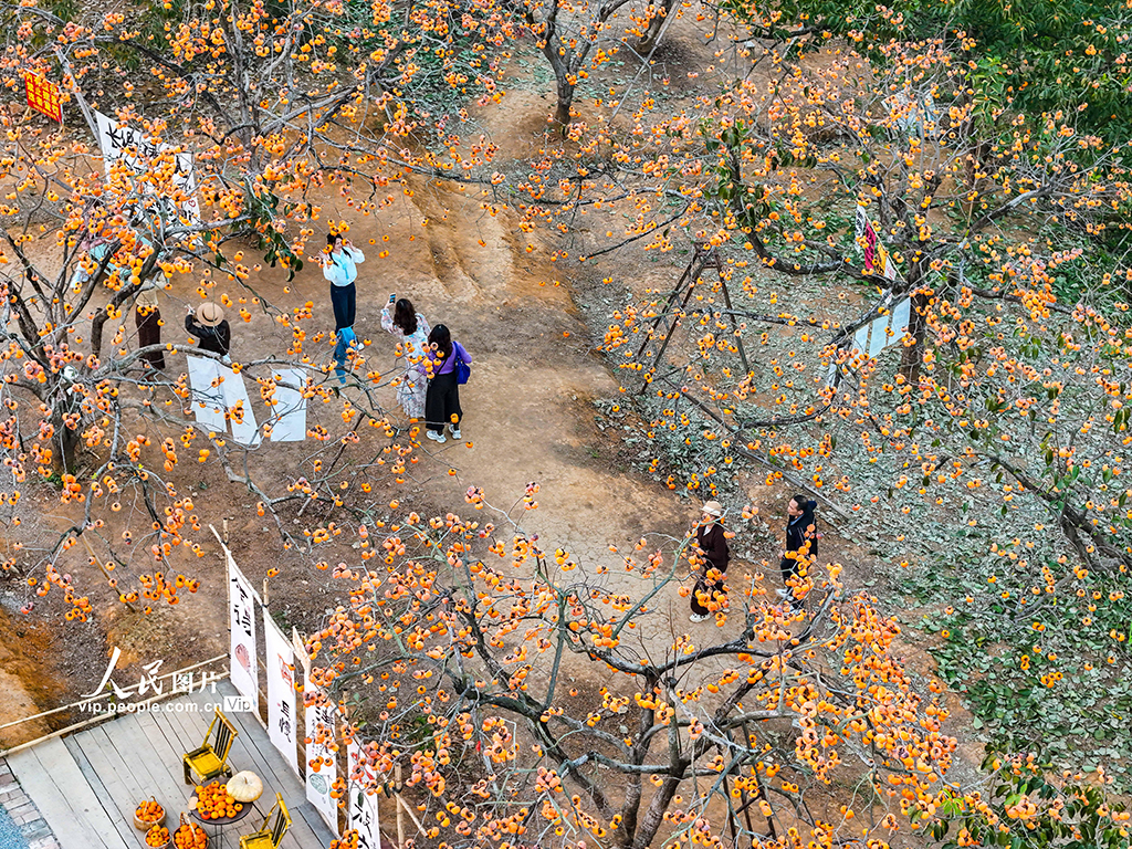 廣西恭城：冬日柿園引客來【4】