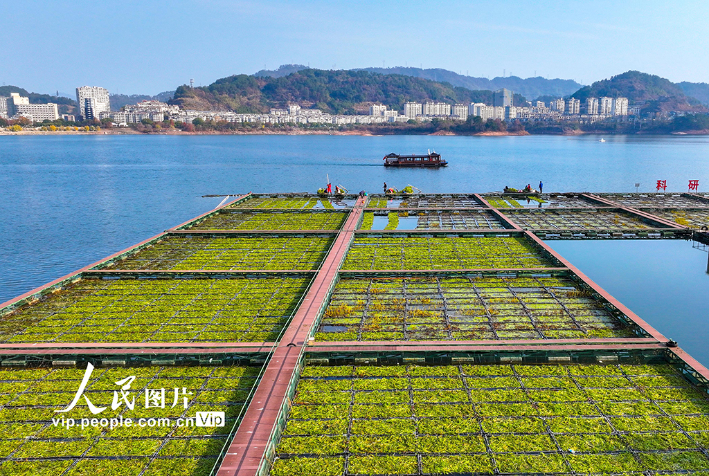 浙江淳安：千岛湖南山生态浮岛忙“冬种”【4】