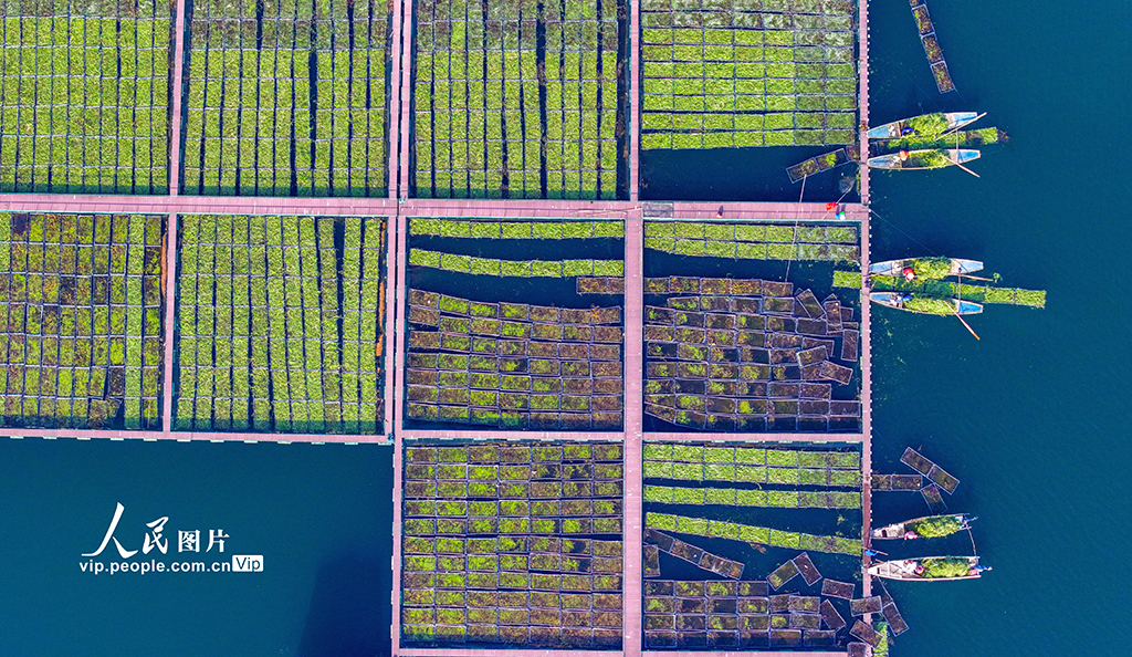 浙江淳安：千岛湖南山生态浮岛忙“冬种”【6】
