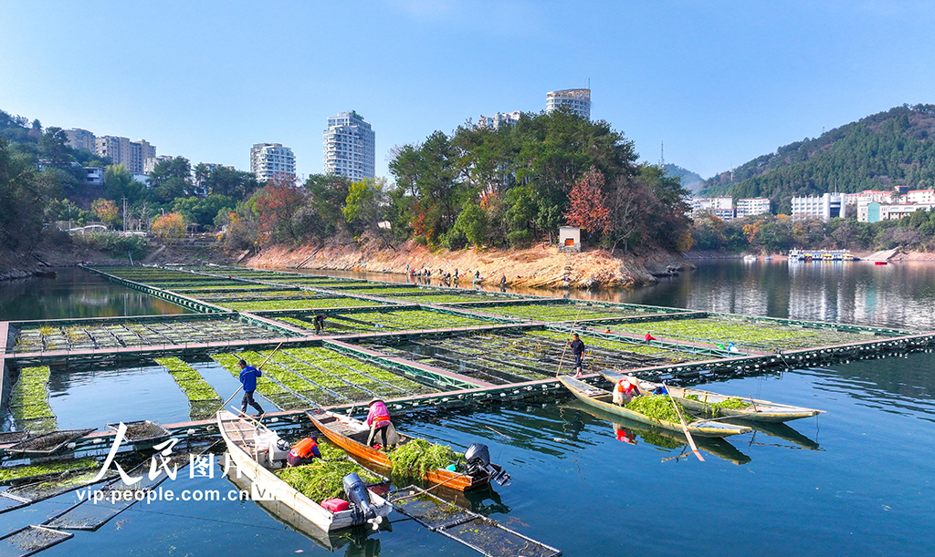 浙江淳安:千岛湖南山生态浮岛忙“冬种”【8】