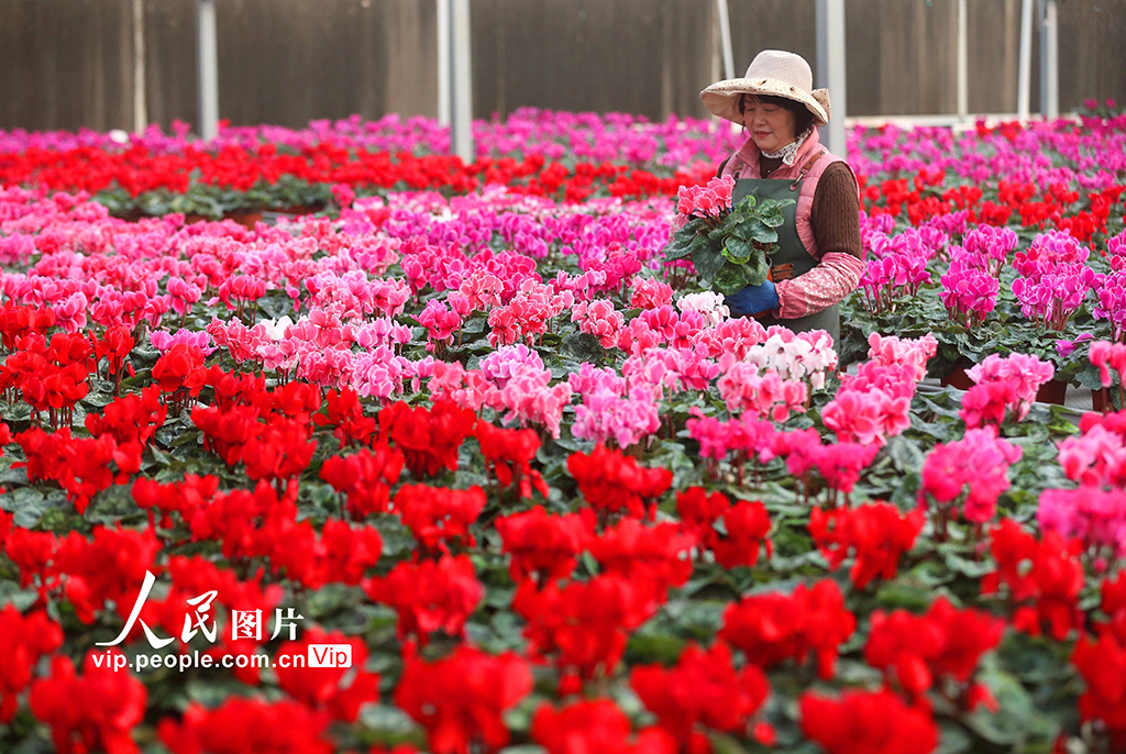 山东青岛：“花卉经济”助力乡村振兴