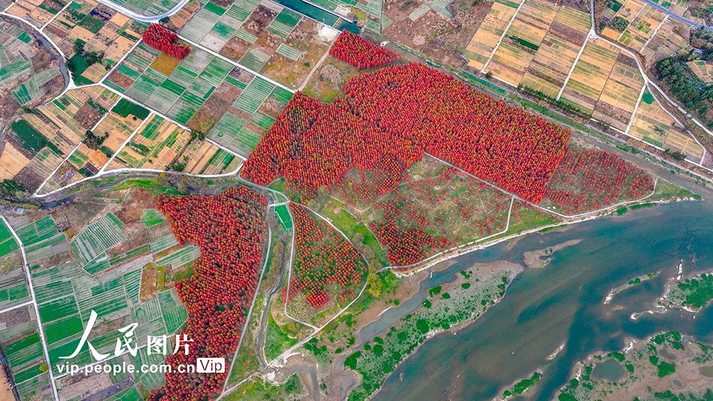 浙江淳安：武強溪生態濕地五彩斑斕【2】