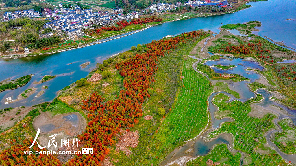 浙江淳安：武強溪生態濕地五彩斑斕【5】