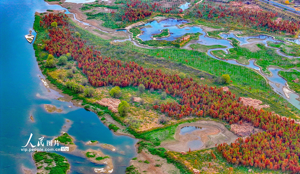 浙江淳安：武強溪生態濕地五彩斑斕【6】