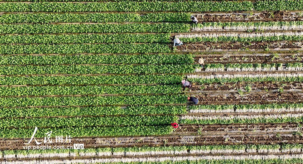 四川蓬安：訂單蘿卜採收忙【2】