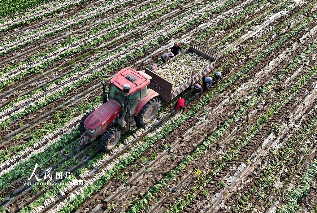 四川蓬安：訂單蘿卜採收忙【4】