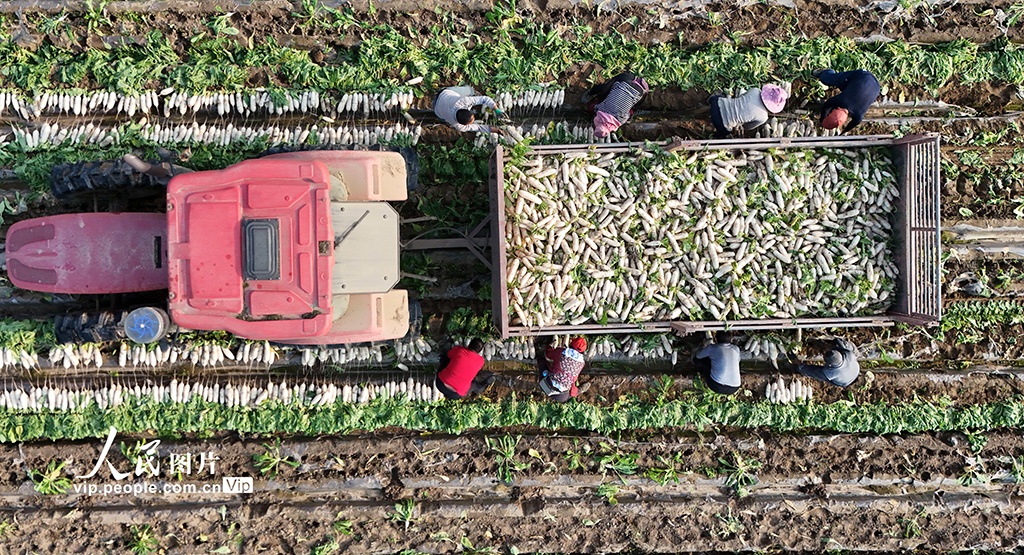 四川蓬安:訂單蘿卜採收忙【6】