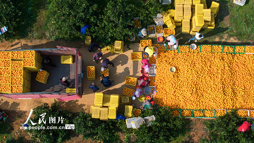 广西富川：脐橙飘香采收忙【4】