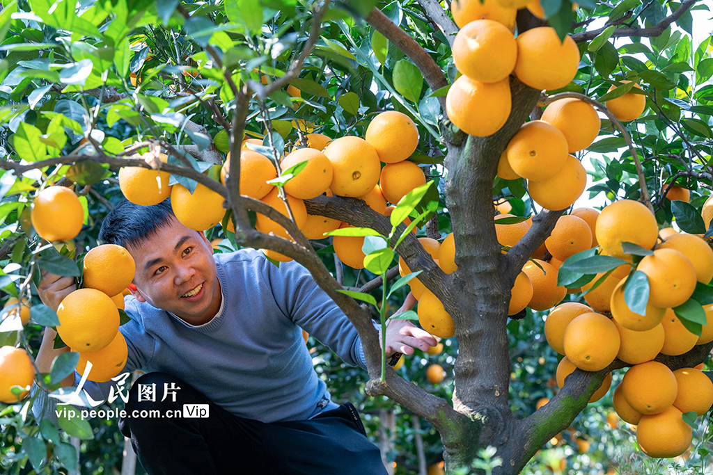 广西富川:脐橙飘香采收忙
