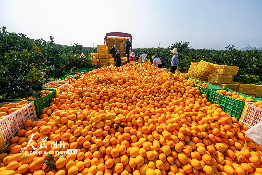 广西富川：脐橙飘香采收忙【5】