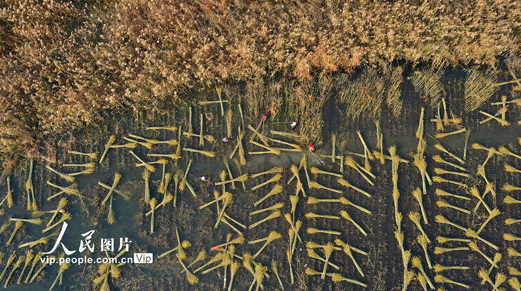 江蘇新沂：冬日杞柳收割忙【2】