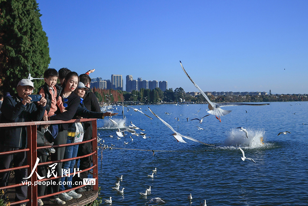 云南昆明：海洪湿地公园再迎越冬 “小精灵”【2】