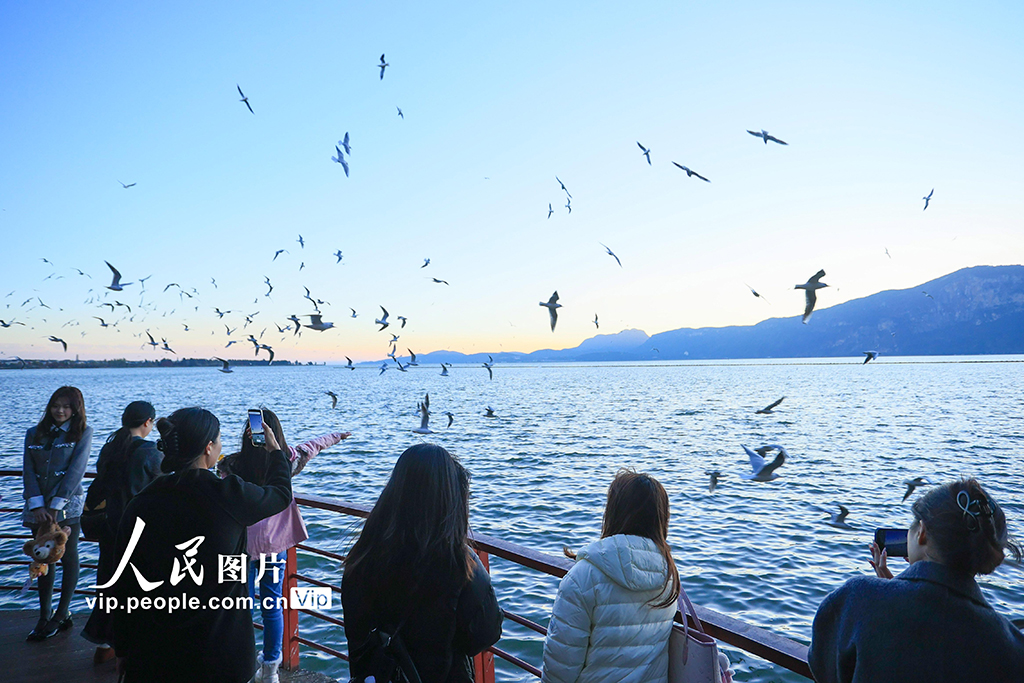 云南昆明：海洪湿地公园再迎越冬 “小精灵”【8】